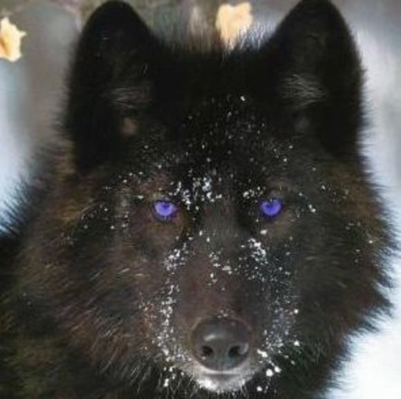 Meet your Posher, Scott - Picture 1 of 1